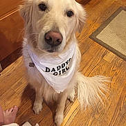 Dancer is registered to the contest to win money with this photo: animal_portrait, bandana, canine, closeup, companion, cute, dog, domestic_animal, floor_rug, fluffy_tail, friendly, golden_retriever, household, indoor, kitchen, looking_up, pet, sitting, white_bandana, wooden_floor