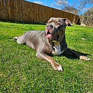 Bleu joined the competition — help win amazing prizes! animal, brown, canine, collar, daylight, dog, fence, grass, green, leash, mammal, nature, outdoor, pet, relaxed, sky, summer, sunny, white, yard