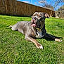 animal, brown, canine, collar, daylight, dog, fence, grass, green, leash, mammal, nature, outdoor, pet, relaxed, sky, summer, sunny, white, yard