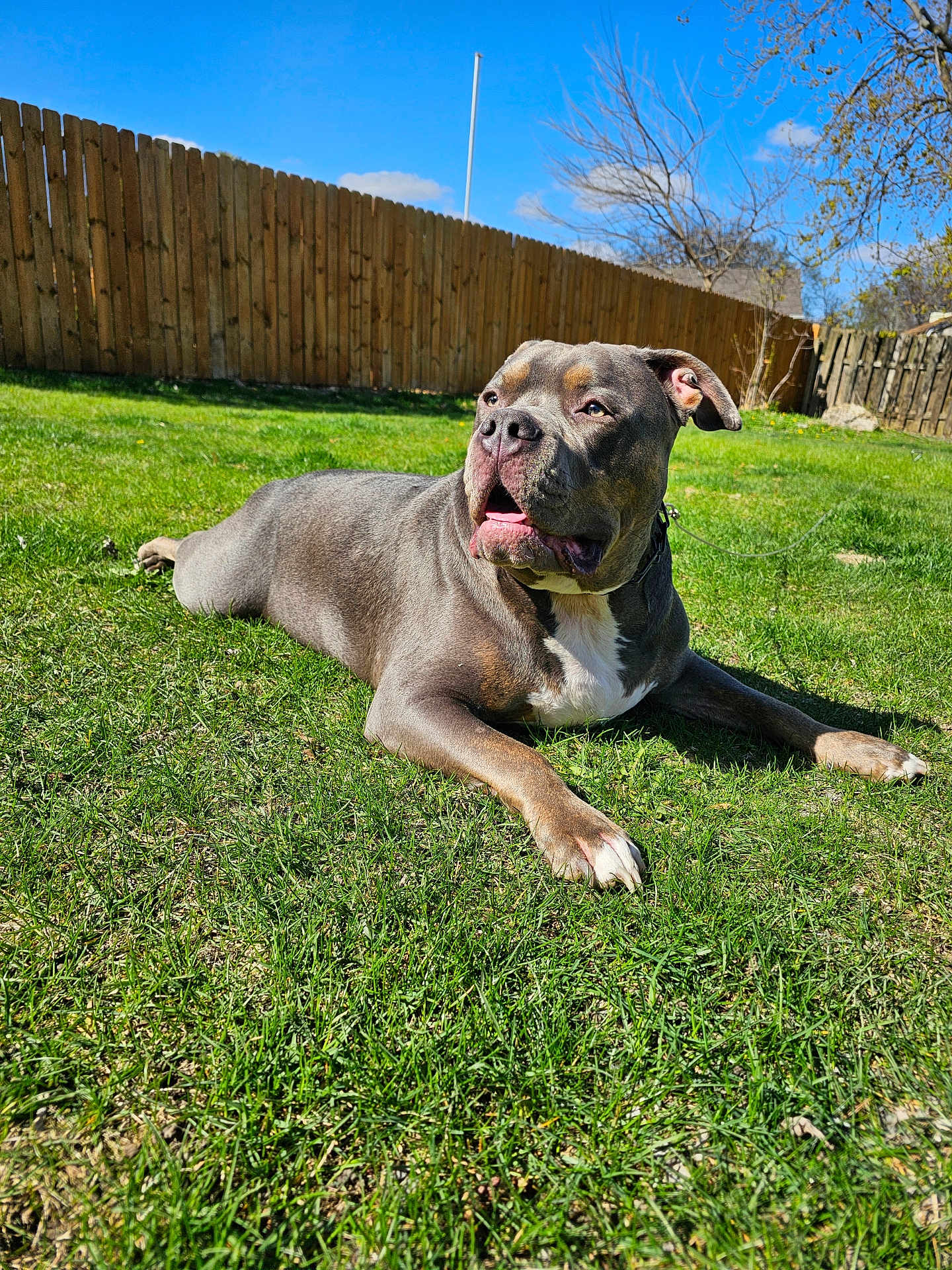 Bleu