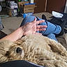 puppy, dog, sleeping, lap, hand, person, jeans, socks, couch, carpet, indoor, furniture, box, plastic_container, door, relaxation, cozy, resting, fur, cute