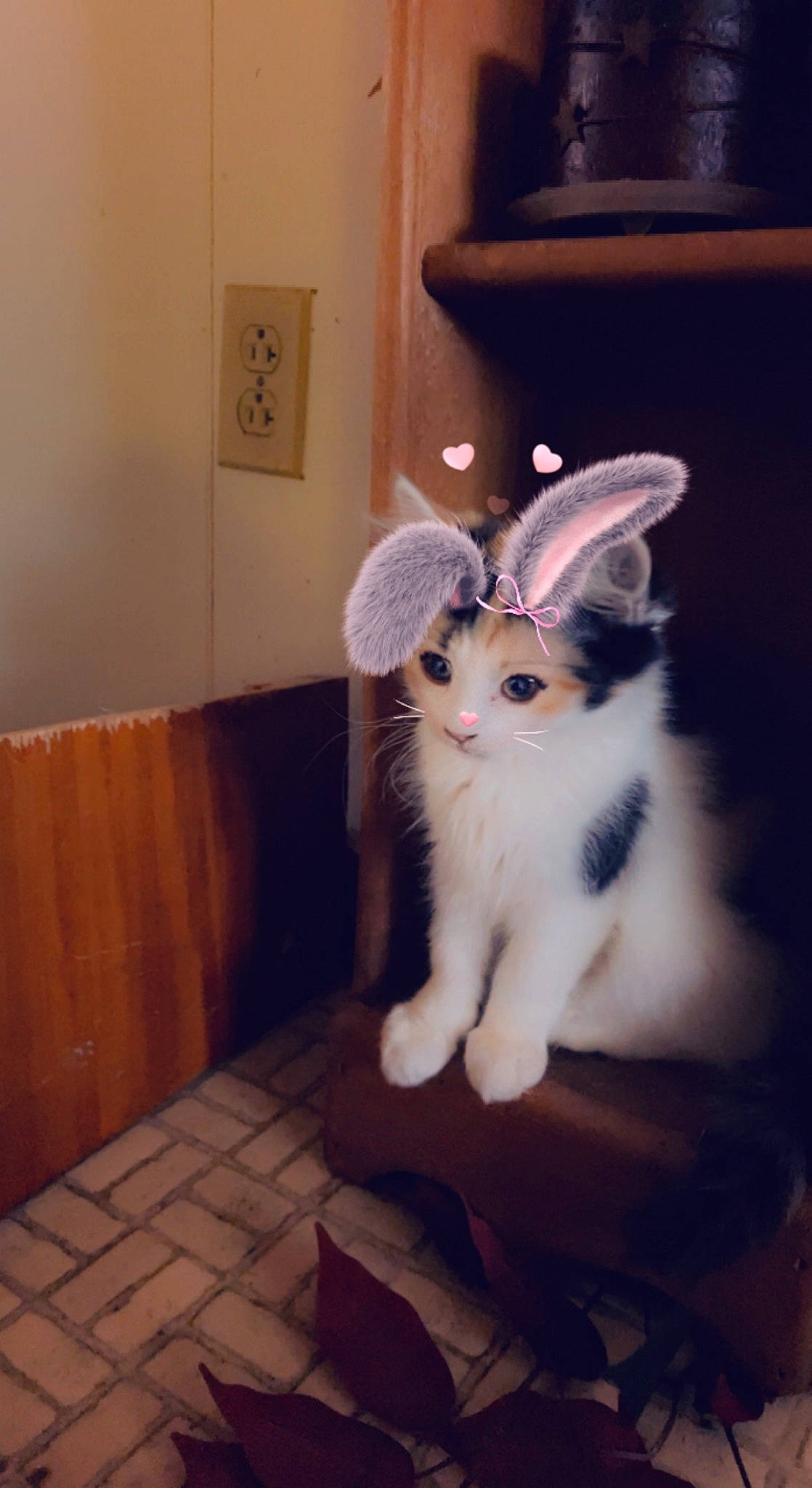 Bubbles joined the competition — help win amazing prizes! carnivore, cat, companion_dog, couch, domestic_short_haired_cat, door, event, fawn, felidae, flooring, formal_wear, fur, hardwood, paw, picture_frame, sitting, small_to_medium_sized_cats, tail, whiskers, wood