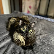 Yuna a rejoint le concours — aidez-le/la à gagner de superbes lots ! cat, tortoiseshell, green_eyes, fluffy, pet, indoor, blanket, soft, fur, animal, cute, feline, relaxed, laying, portrait, bed, cozy, whiskers, alert, domestic_cat