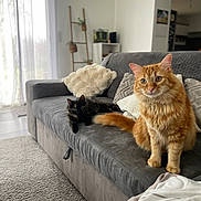 Uki participe au concours pour gagner de l'argent avec cette photo : cat, orange_cat, black_cat, couch, pillow, living_room, carpet, window, curtain, indoor, pet, feline, furniture, cozy, relaxed, fluffy, tabby, domestic_animal, home, resting