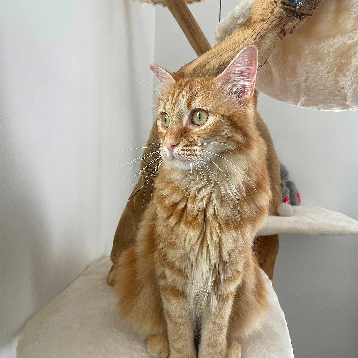 Uki a rejoint le concours — aidez-le/la à gagner de superbes lots ! animal, cat, cat_tree, cute, domestic, ears, feline, fluffy, fur, ginger_cat, home, indoor, looking_away, mammal, paws, pet, plush, sitting, whiskers, wood