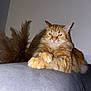 Uki a rejoint le concours — aidez-le/la à gagner de superbes lots ! cat, orange_tabby, fluffy, paws, crossed_paws, lounging, indoor, gray_surface, plant, decor, feline, pet, animal, whiskers, ears, fur, relaxed, domestic_cat, portrait, cozy