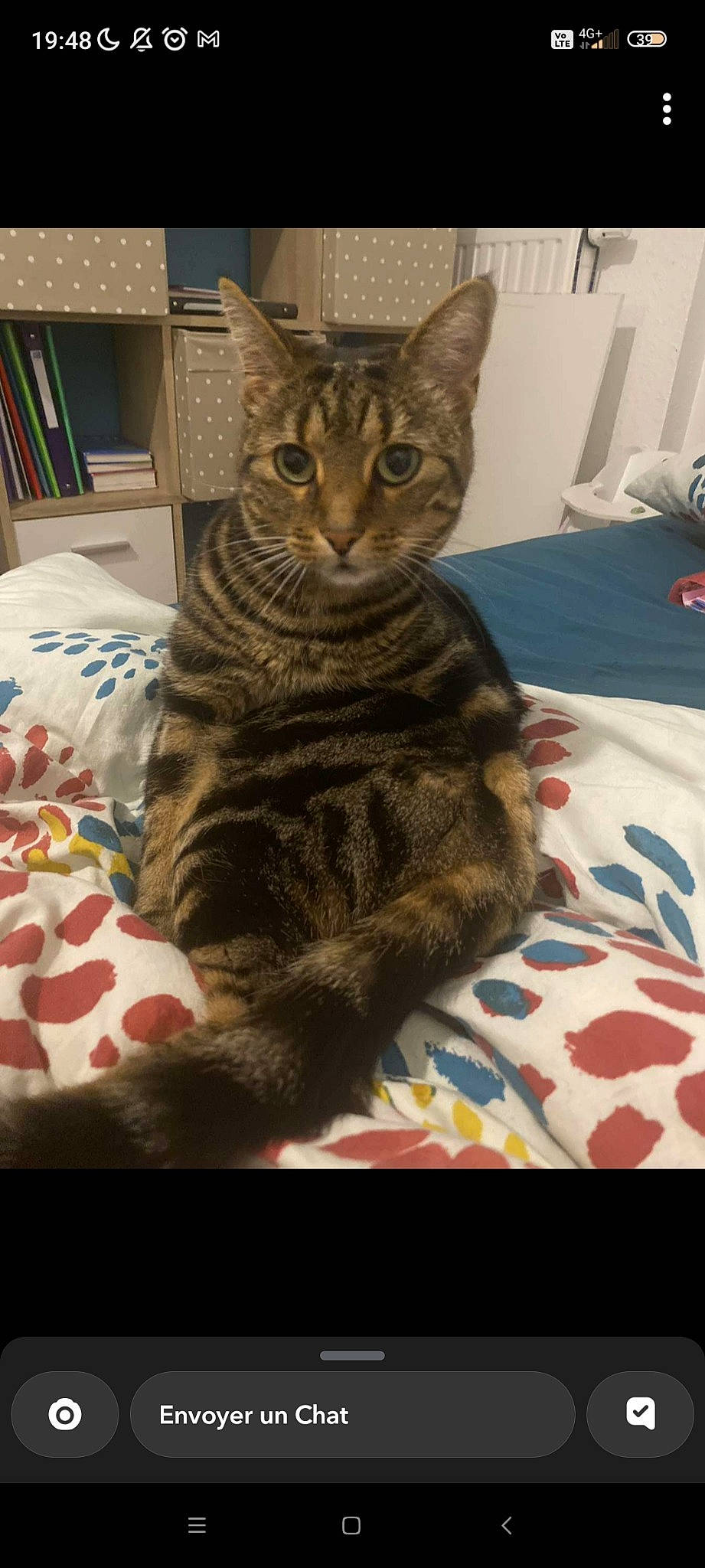 Pistache a rejoint le concours — aidez-le/la à gagner de superbes lots ! bed, bookcase, carnivore, cat, comfort, domestic_short_haired_cat, felidae, fur, linens, paw, shelf, sitting, small_to_medium_sized_cats, snout, terrestrial_animal, whiskers