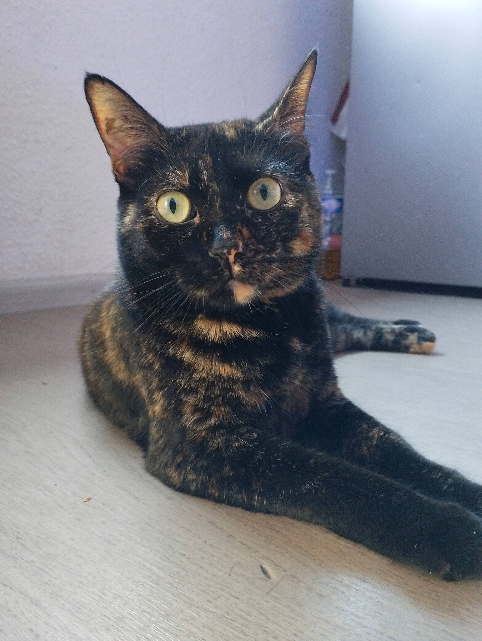 Siyah a rejoint le concours — aidez-le/la à gagner de superbes lots ! art, bombay, carnivore, cat, domestic_short_haired_cat, felidae, flooring, fur, sculpture, small_to_medium_sized_cats, snout, whiskers