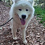 accessories, animal, canine, dog, eskimodog, grove, husky, land, nature, outdoors, pet, plant, puppy, rock, soil, strap, tree, vegetation, whitedog, woodland
