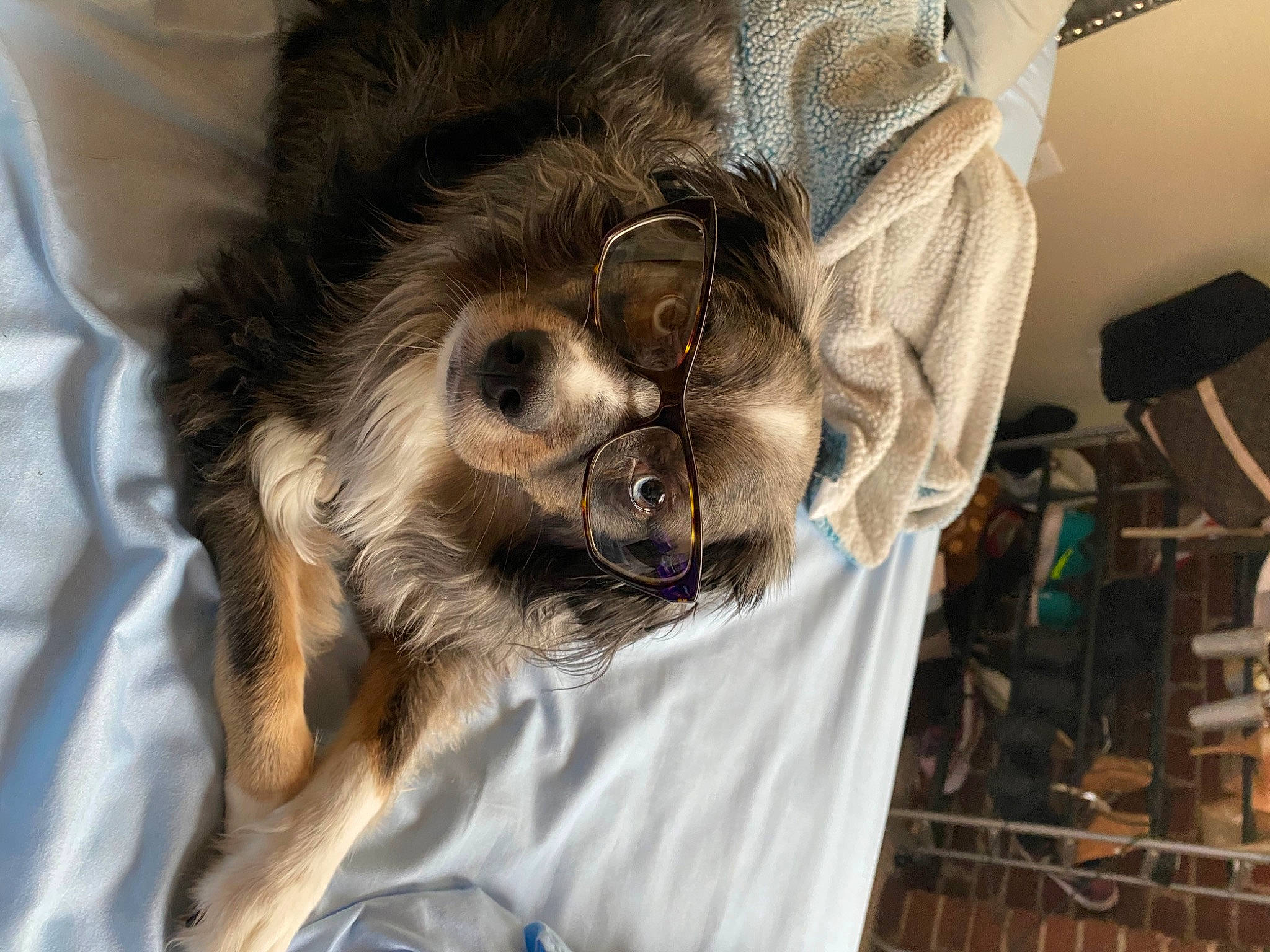 Ozzie is registered to the contest to win money with this photo: canidae, carnivore, cat, dog_breed, felidae, fur, snout, sporting_group, whiskers