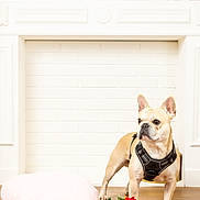 Tao participe au concours pour gagner de l'argent avec cette photo : french_bulldog, dog, pet, heart_pillow, red_roses, candles, fireplace, white_brick, wood_floor, harness, indoor, decorations, flowers, pink, red, cute, animal, standing, alert, cozy