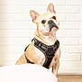 Tao participe au concours pour gagner de l'argent avec cette photo : dog, french_bulldog, pet, animal, harness, sitting, indoor, white_brick_wall, pink_cushion, roses, flowers, wooden_floor, cute, small_dog, portrait, attention, fur, ears, brown, domestic_animal