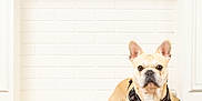 Tao participe au concours pour gagner de l'argent avec cette photo : french_bulldog, dog, pet, floor, wooden_floor, fireplace, candles, red_roses, pink_roses, heart_pillow, decor, indoor, animal, cute, small_dog, leather_harness, white_wall, romantic, cozy, portrait