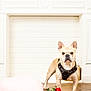 french_bulldog, dog, pet, floor, wooden_floor, fireplace, candles, red_roses, pink_roses, heart_pillow, decor, indoor, animal, cute, small_dog, leather_harness, white_wall, romantic, cozy, portrait