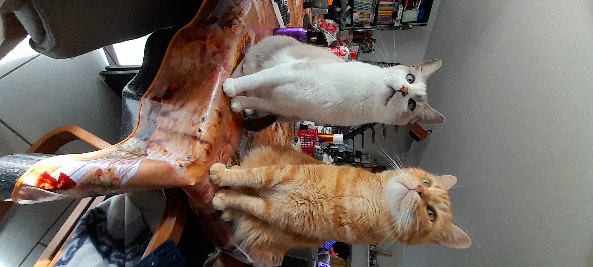 Dudu participe au concours pour gagner de l'argent avec cette photo : bookcase, canidae, carnivore, cat, claw, collar, companion_dog, dog_breed, event, fawn, felidae, fur, human_leg, shelf, small_to_medium_sized_cats, snout, tail, vehicle, vertebrate, whiskers