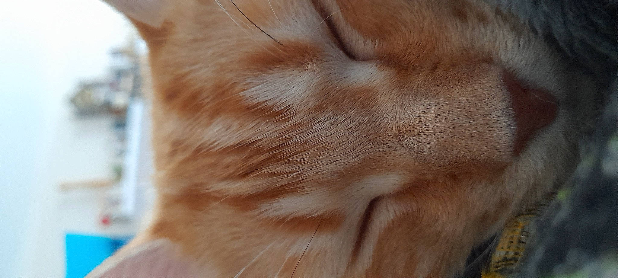 Dudu participe au concours pour gagner de l'argent avec cette photo : carnivore, cat, claw, close_up, comfort, domestic_short_haired_cat, ear, fawn, felidae, fur, gesture, human_leg, paw, small_to_medium_sized_cats, snout, tail, whiskers, wildlife, wood, wrinkle