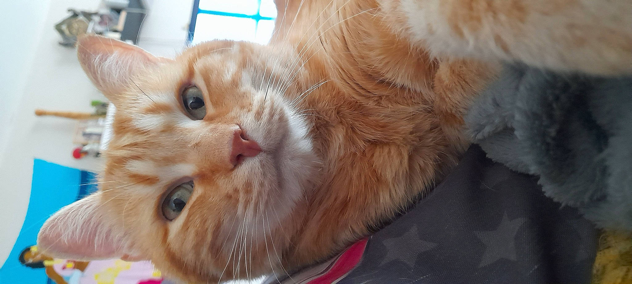 Dudu participe au concours pour gagner de l'argent avec cette photo : carnivore, cat, claw, close_up, domestic_short_haired_cat, eye, fawn, felidae, fur, head, iris, paw, small_to_medium_sized_cats, snout, tail, whiskers, window, wood