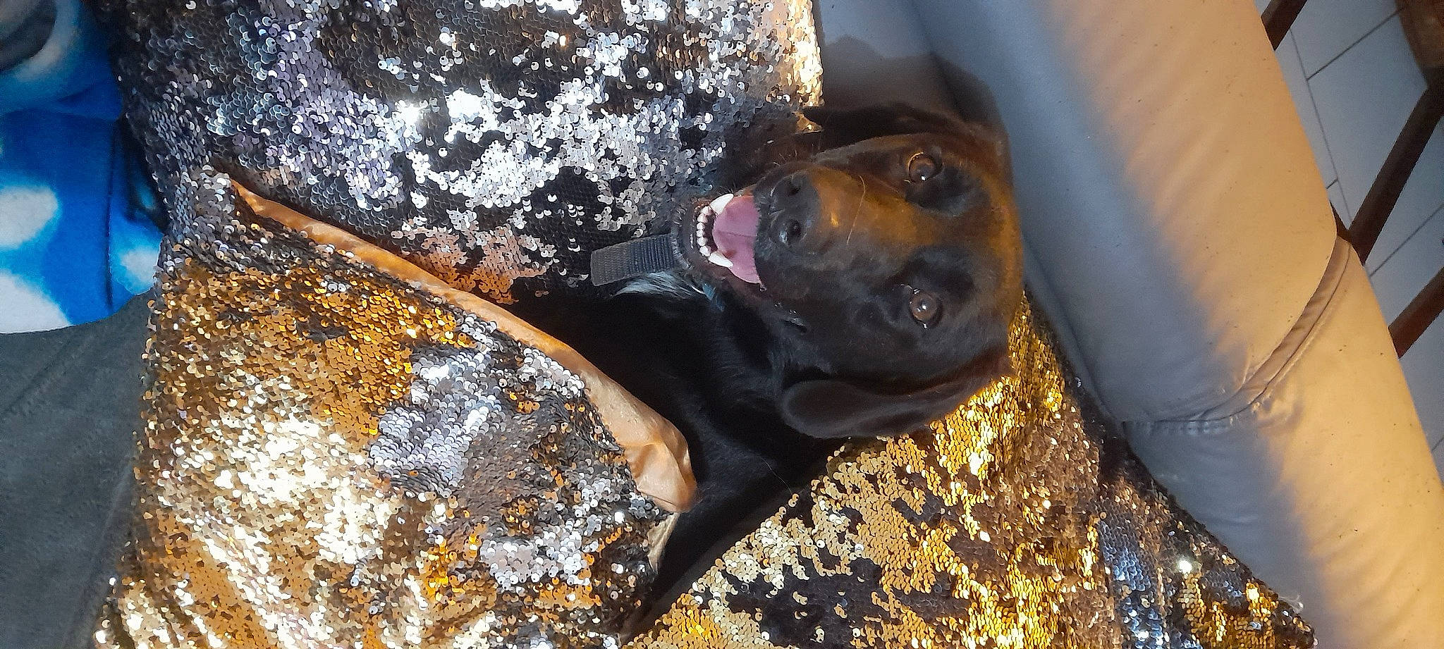 Doby participe au concours pour gagner de l'argent avec cette photo : canidae, carnivore, companion_dog, dog, dog_breed, dog_collar, fawn, fur, guard_dog, montenegrin_mountain_hound, paw, personal_protective_equipment, plant, rottweiler, snout, soil, sporting_group, street_dog, working_animal, working_dog