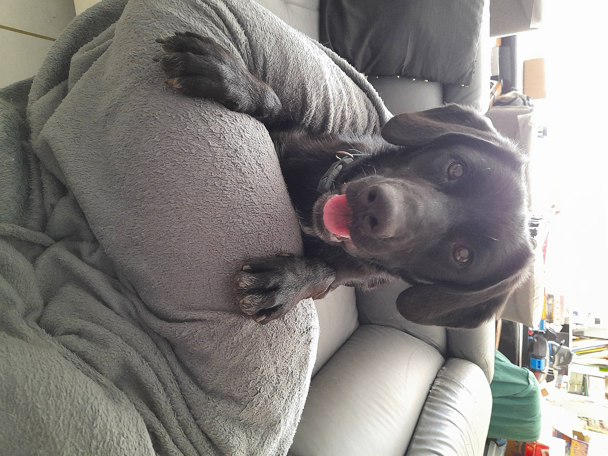 Doby a rejoint le concours — aidez-le/la à gagner de superbes lots ! auto_part, car_seat, carnivore, comfort, companion_dog, dog, dog_breed, elbow, foot, fur, grey, human_leg, lap, selfie, sitting, snout, sporting_group, thigh, vehicle_door, working_animal