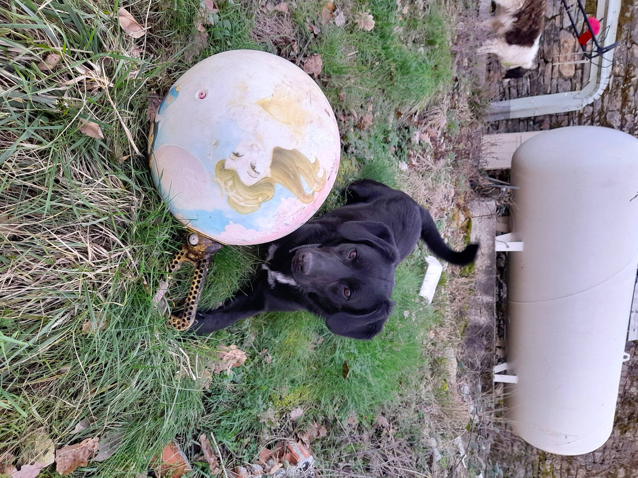 Doby a rejoint le concours — aidez-le/la à gagner de superbes lots ! art, ball, canidae, carnivore, circle, dog, dog_breed, fashion_accessory, fawn, gas, grass, hat, lawn_ornament, pet_supply, plant, sculpture, soil, sporting_group, sports_toy, working_animal