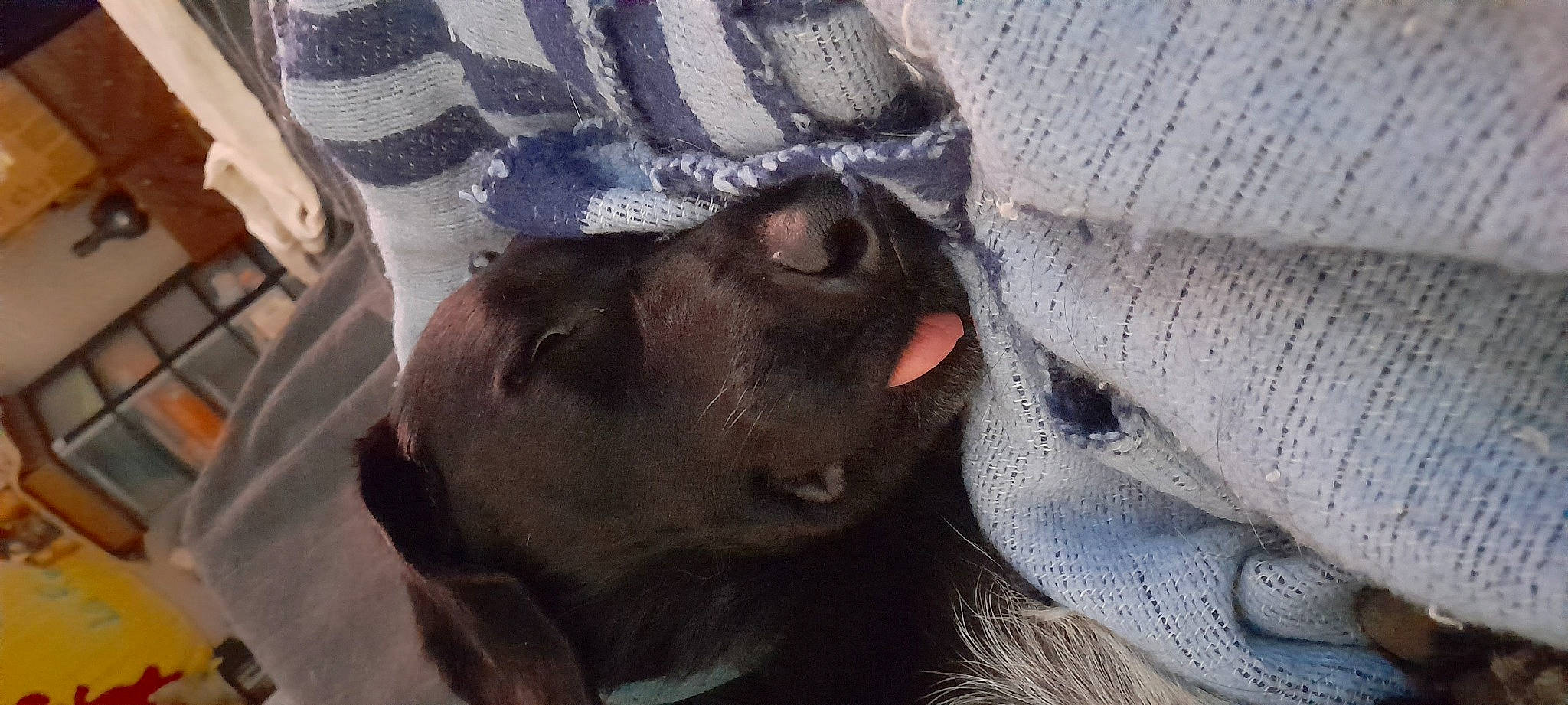 Doby participe au concours pour gagner de l'argent avec cette photo : carnivore, comfort, companion_dog, dog, dog_breed, fawn, flesh, foot, fur, grey, guard_dog, liver, paw, snout, sporting_group, terrestrial_animal, whiskers, working_animal, wrinkle