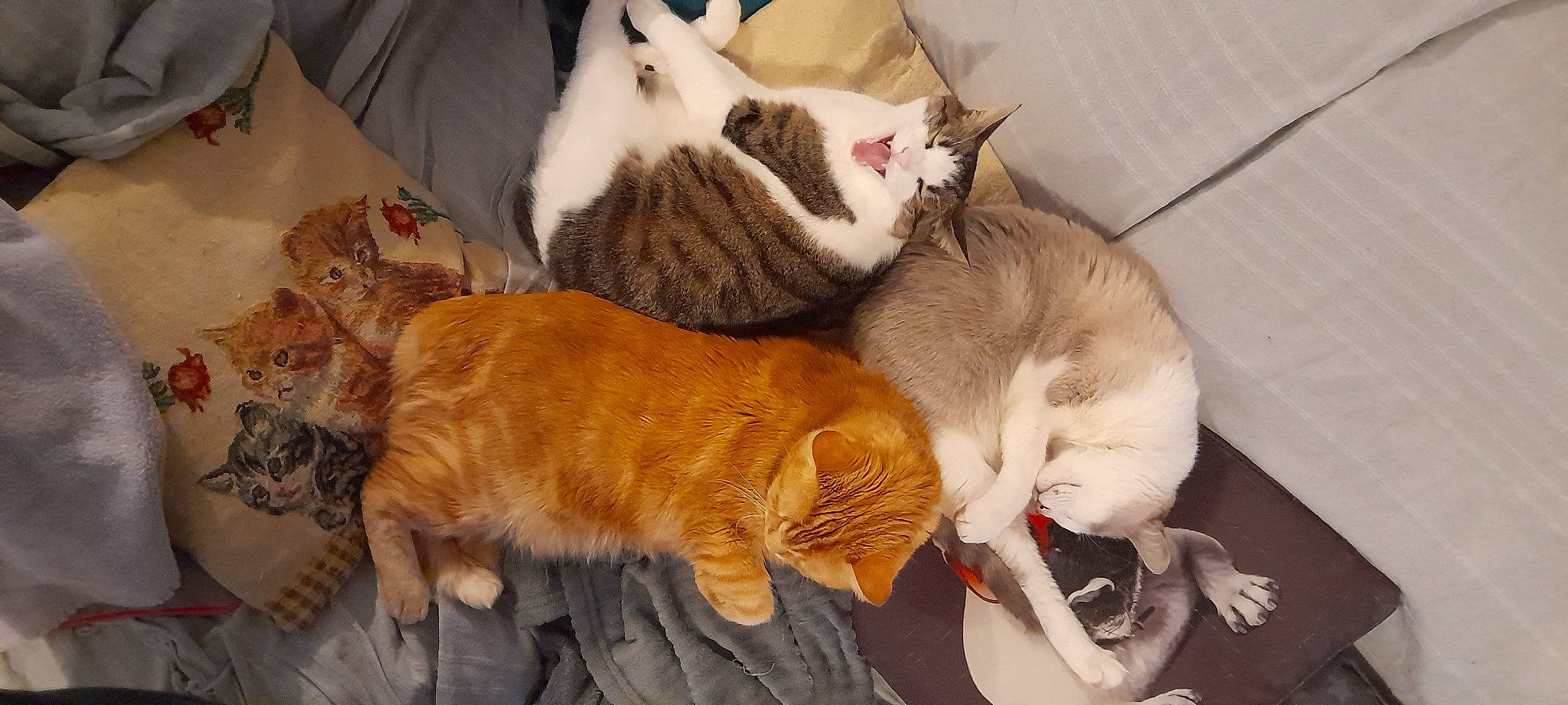 Lano a rejoint le concours — aidez-le/la à gagner de superbes lots ! canidae, carnivore, cat, cat_supply, claw, comfort, companion_dog, domestic_short_haired_cat, fawn, felidae, fur, lap, nap, paw, sleep, small_to_medium_sized_cats, snout, sporting_group, tail, whiskers