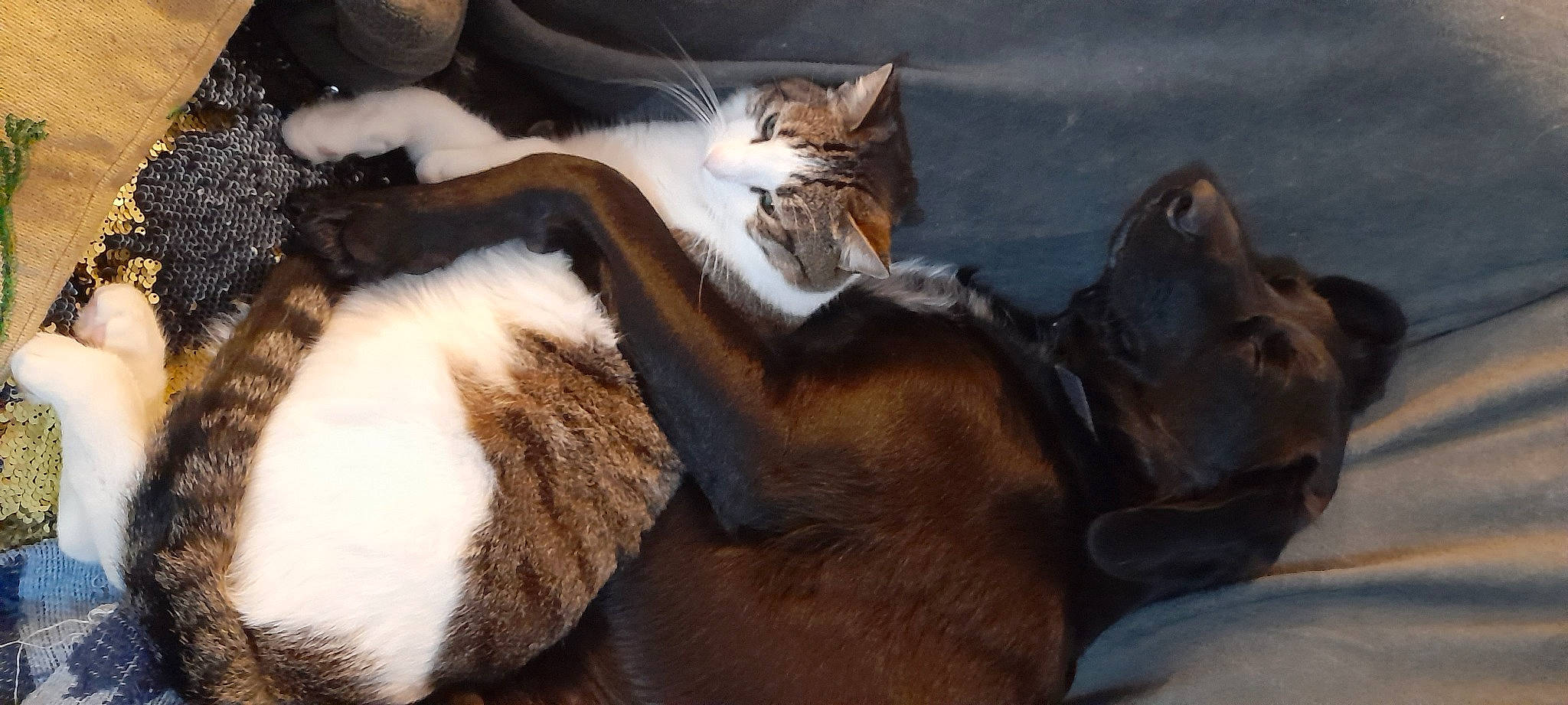 Lano participe au concours pour gagner de l'argent avec cette photo : carnivore, cat, claw, comfort, domestic_short_haired_cat, eye, fawn, felidae, fur, liver, mammal, paw, plant, small_to_medium_sized_cats, snout, tail, terrestrial_animal, vertebrate, whiskers, wood