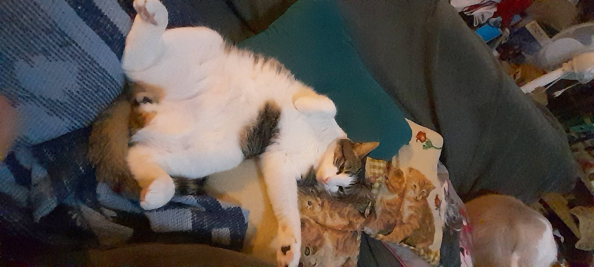 Lano participe au concours pour gagner de l'argent avec cette photo : canidae, carnivore, cat, cat_supply, claw, comfort, companion_dog, domestic_short_haired_cat, fawn, felidae, fur, lap, nap, paw, small_to_medium_sized_cats, tail, whiskers, wood