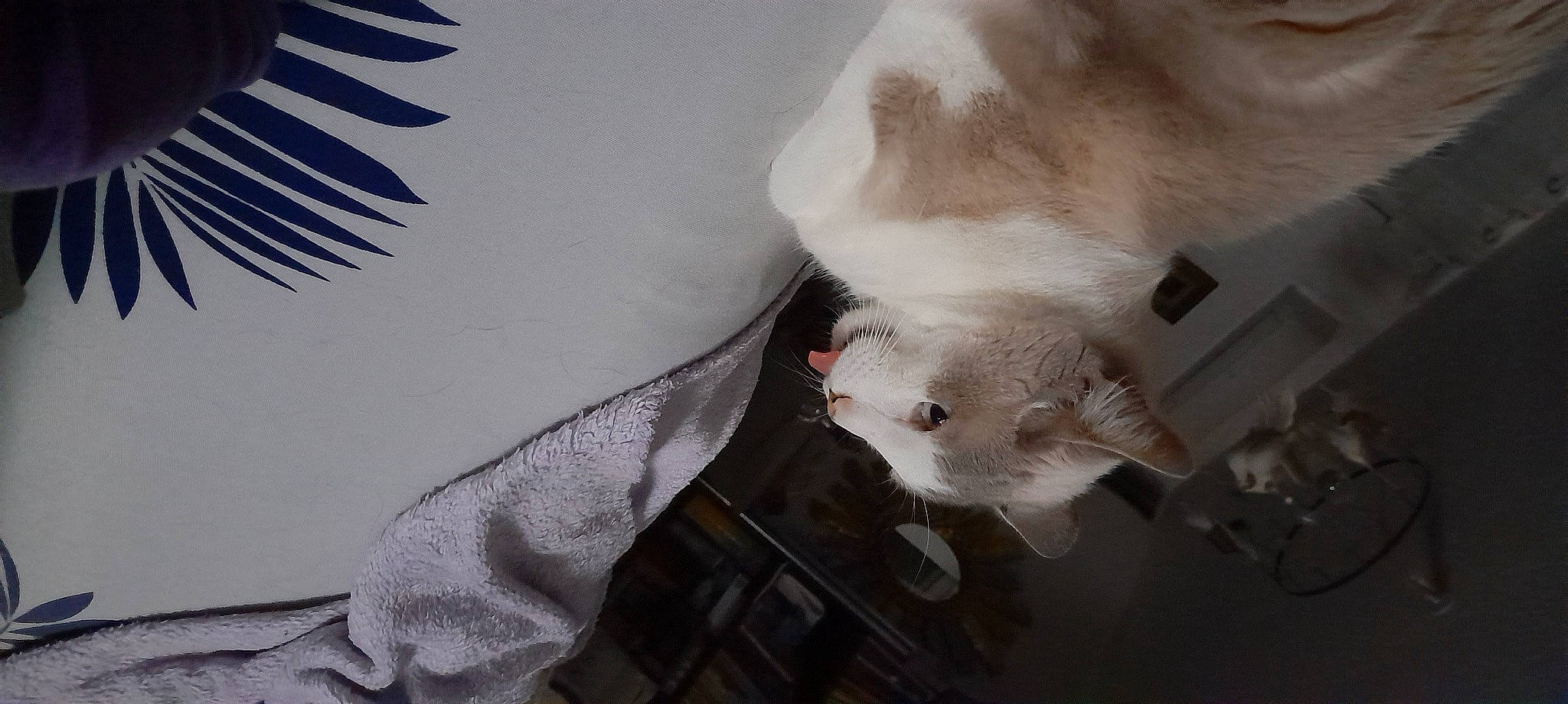 Tika a rejoint le concours — aidez-le/la à gagner de superbes lots ! carnivore, cat, claw, comfort, companion_dog, dog_breed, domestic_short_haired_cat, fawn, felidae, fur, grey, linens, paw, small_to_medium_sized_cats, snout, tail, whiskers