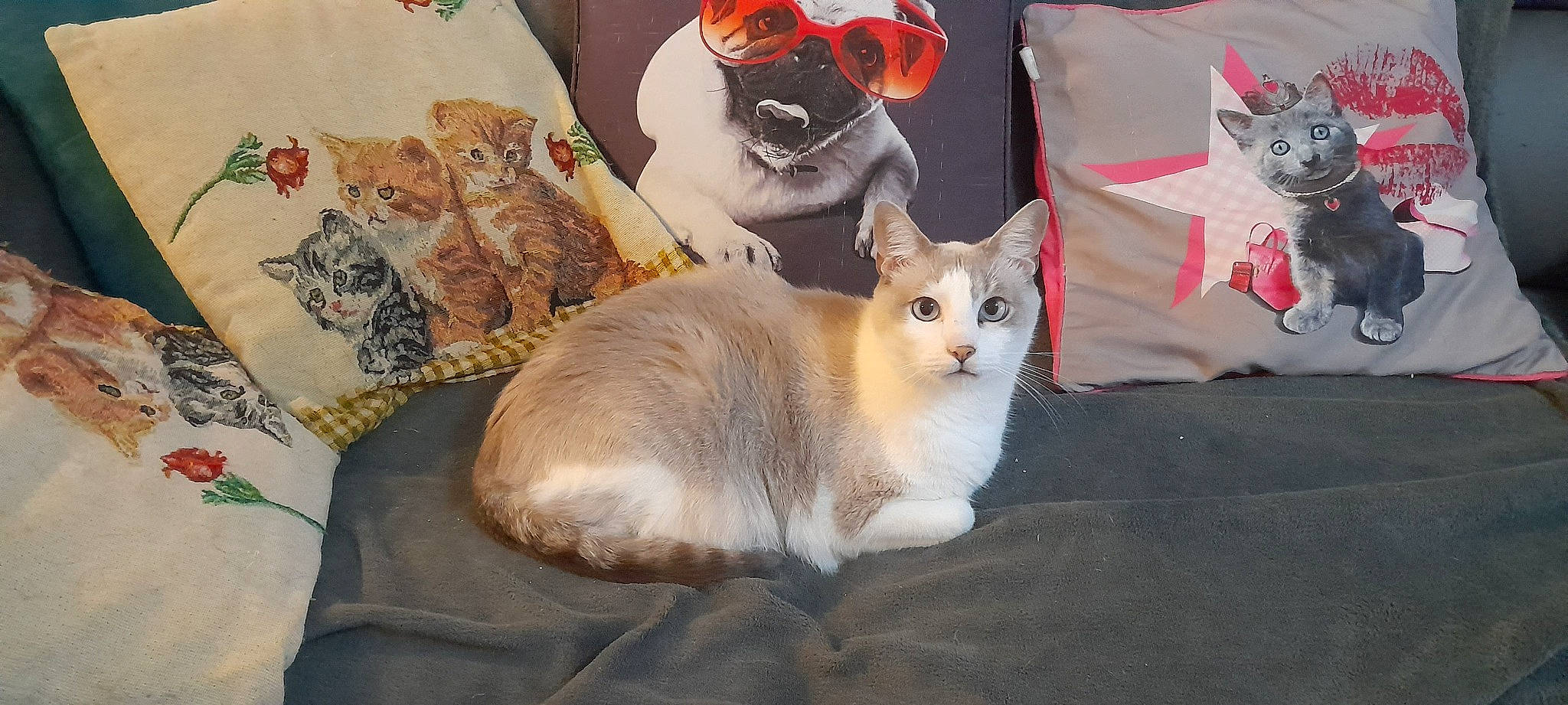 Tika a rejoint le concours — aidez-le/la à gagner de superbes lots ! carmine, carnivore, cat, comfort, domestic_short_haired_cat, fawn, felidae, fur, hat, linens, pattern, paw, pet_supply, photo_caption, small_to_medium_sized_cats, tail, visual_arts, whiskers