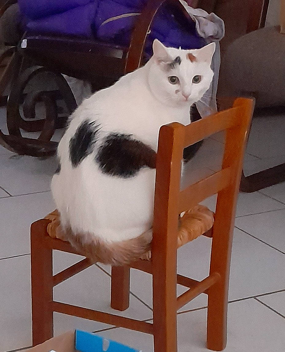 Lina a rejoint le concours — aidez-le/la à gagner de superbes lots ! blue, carnivore, cat, cat_supply, chair, comfort, domestic_short_haired_cat, felidae, flooring, fur, furniture, hardwood, pet_supply, room, sitting, small_to_medium_sized_cats, tail, whiskers, white, wood