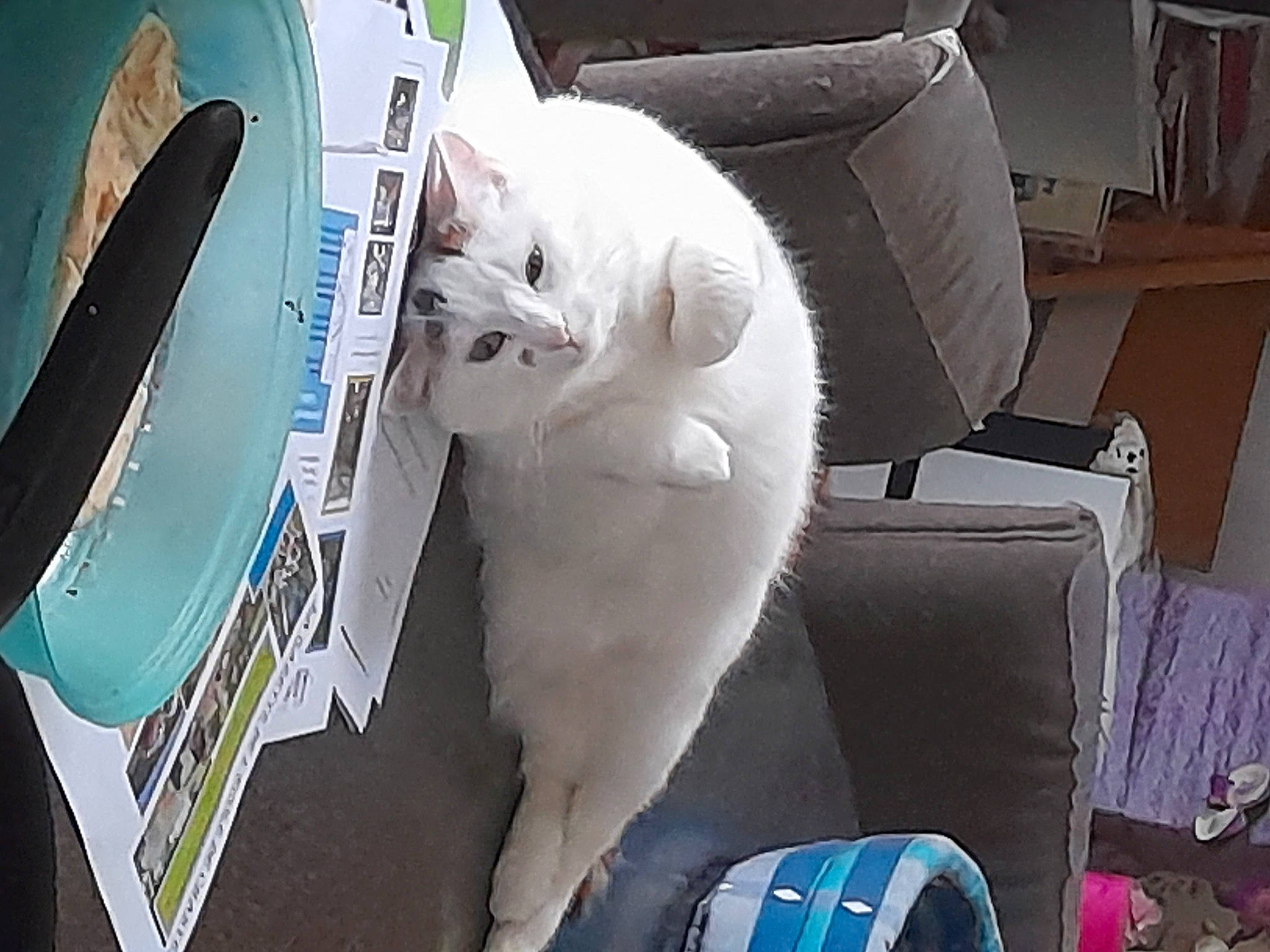 Lina a rejoint le concours — aidez-le/la à gagner de superbes lots ! automotive_design, automotive_exterior, carnivore, cat, chair, comfort, domestic_short_haired_cat, felidae, fur, hood, kitchen_utensil, knife, plate, small_to_medium_sized_cats, sports_equipment, surfboard, tail, whiskers, white, windshield