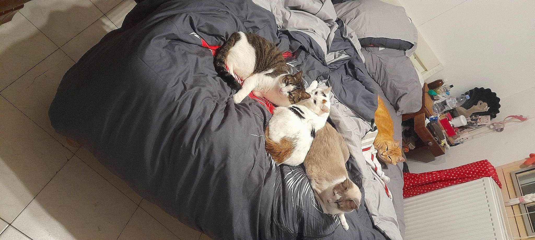 Lina a rejoint le concours — aidez-le/la à gagner de superbes lots ! automotive_tire, bag, baggage, bean_bag, bean_bag_chair, canidae, carmine, carnivore, cat, comfort, companion_dog, dog_breed, felidae, fur, lap, luggage_and_bags, nap, small_to_medium_sized_cats, sporting_group, whiskers