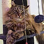 Savane a rejoint le concours — aidez-le/la à gagner de superbes lots ! animal, cat, cat_tree, closeup, cute, domestic, ears, feline, fluffy, fur, indoor, paw, pet, playful, portrait, relaxed, resting, tabby, toy, whiskers