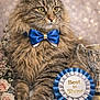animal, award, best_in_show, bow_tie, cat, celebration, close_up, cute, decorative, feline, flowers, fluffy, indoor, pet, portrait, proud, ribbon, roses, soft_lighting, trophy