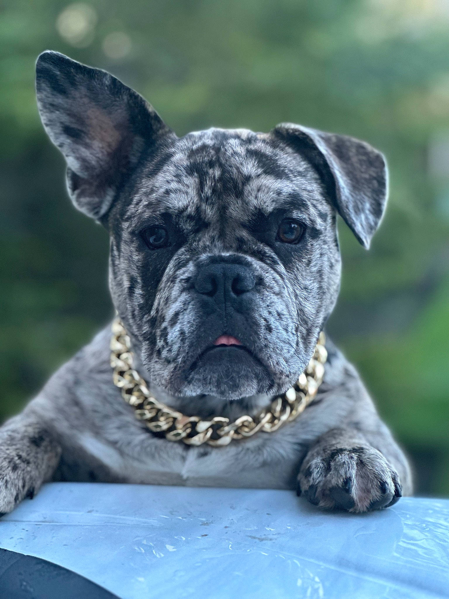 Genevieve joined the competition — help win amazing prizes! ancient_dog_breeds, art, canidae, carnivore, collar, companion_dog, dog, dog_breed, dog_collar, fawn, grass, molosser, plant, snout, sporting_group, terrestrial_animal, water, whiskers, working_animal, working_dog