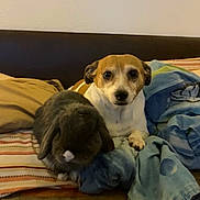 Merlin joined the competition — help win amazing prizes! animal, bed, blanket, blue_blanket, brown_pillow, companion, cozy, cute, dog, friendship, furniture, furry, indoor, lop_ear_rabbit, pet, pillow, rabbit, resting, small_dog, striped_blanket