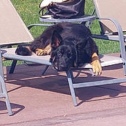 Benelli joined the competition — help win amazing prizes! dog, lounge_chair, outdoor, grass, bag, table, sunlight, relaxed, black_dog, tan_paws, pet, summer, patio, resting, canine, daylight, backyard, furniture, shade, quiet