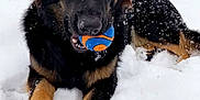 Benelli joined the competition — help win amazing prizes! dog, german_shepherd, snow, ball, outdoor, pet, animal, winter, playing, fur, black_and_tan, canine, muzzle, ears, paws, nature, park, tree, grass, laying