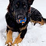 dog, german_shepherd, snow, ball, outdoor, pet, animal, winter, playing, fur, black_and_tan, canine, muzzle, ears, paws, nature, park, tree, grass, laying