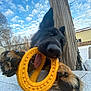 Benelli is registered to the contest to win money with this photo: dog, german_shepherd, toy, yellow_ring, paw, tongue, nose, outdoor, snow, sky, clouds, wooden_post, fence, playful, pet, animal, closeup, happy, nature, daylight