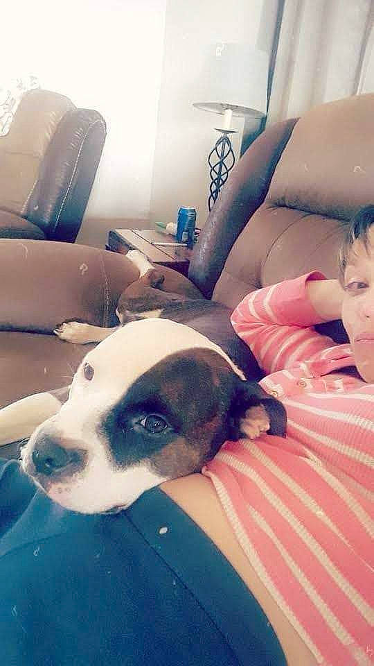 Pixie joined the competition — help win amazing prizes! carnivore, chair, cloud, comfort, companion_dog, couch, dog, dog_breed, flooring, furniture, human_leg, lamp, linens, living_room, mammal, room, sitting, square, vertebrate, working_animal