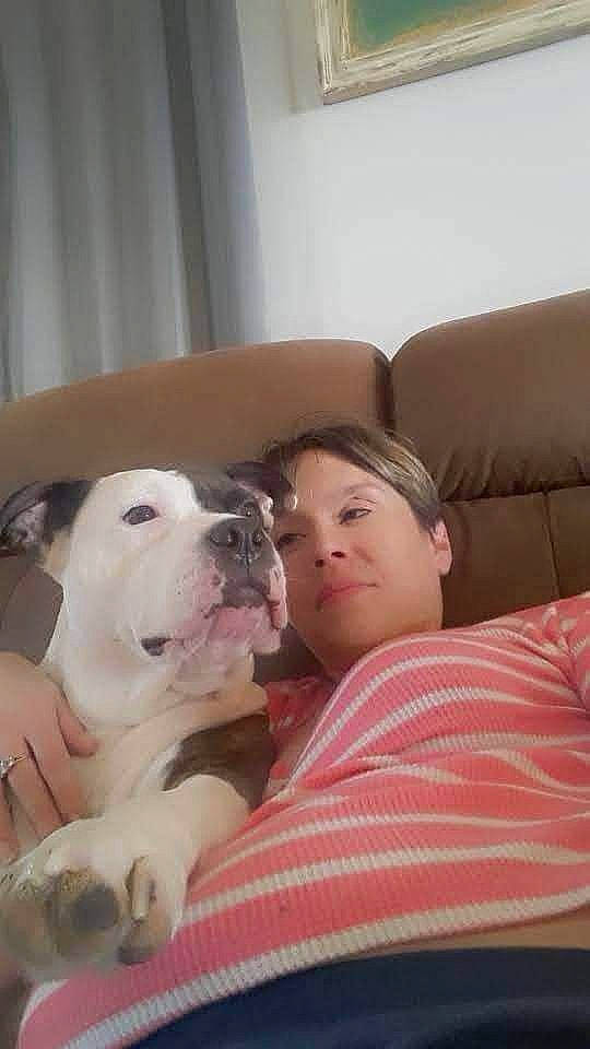 Pixie is registered to the contest to win money with this photo: carnivore, comfort, companion_dog, couch, curtain, dog, dog_breed, fawn, fur, guard_dog, non_sporting_group, room, sitting, snout, sporting_group, working_animal