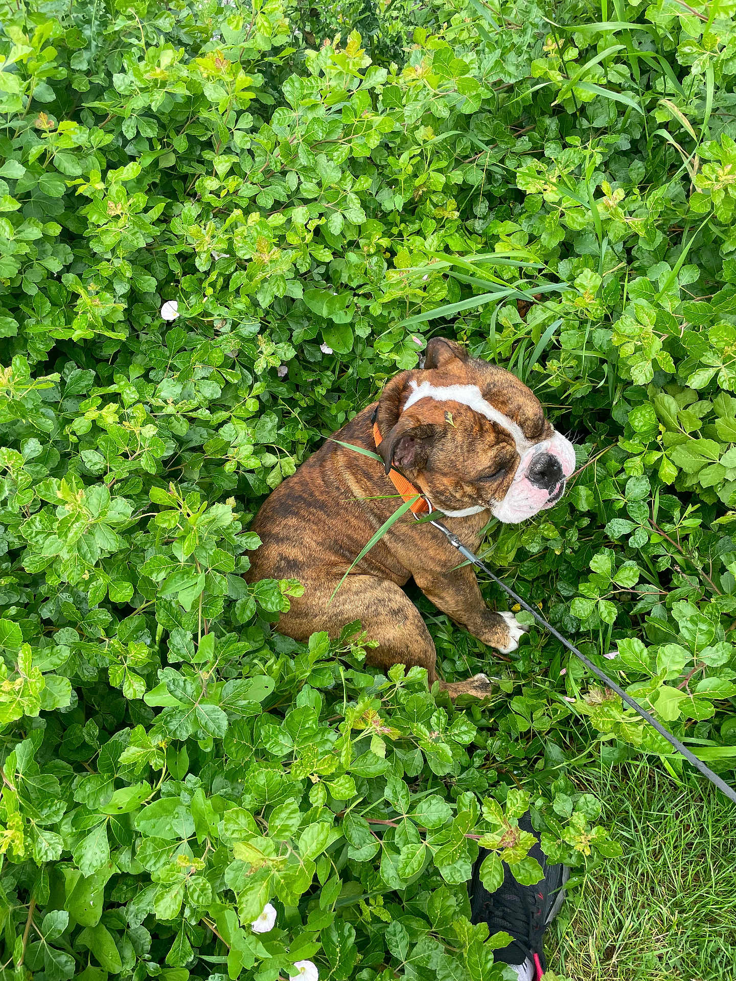 Meatball joined the competition — help win amazing prizes! dog, bulldog, brindle, leash, collar, greenery, foliage, grass, outdoor, pet, animal, nature, plant, leaf, shoe, footwear, person, resting, sitting, closeup