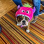 Meatball joined the competition — help win amazing prizes! dog, bulldog, costume, hat, pink, purple, green, monster, pet, indoor, carpet, striped_rug, person, jeans, sneakers, floor, wood_floor, animal, cute, funny