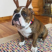 Meatball joined the competition — help win amazing prizes! bulldog, dog, antlers, costume, pet, indoor, rug, wood_floor, wood_wall, collar, brown, white, patterned_rug, animal, sitting, looking_up, cute, holiday, cozy, domestic