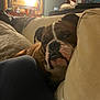 Meatball is registered to the contest to win money with this photo: bulldog, dog, couch, indoor, cozy, blanket, furniture, pet, resting, animal, brown, white, face, ears, nose, person, leg, artwork, lamp, living_room
