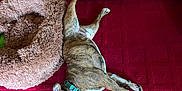 Meatball joined the competition — help win amazing prizes! bulldog, dog, sleeping, carpet, red_carpet, dog_bed, beige, fluffy, collar, pet, indoor, resting, animal, canine, relaxation, cozy, floor, fur, paw, domestic