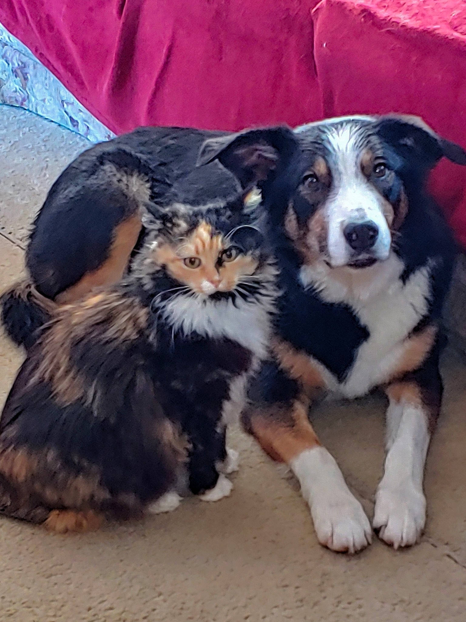 Ford is registered to the contest to win money with this photo: australian_collie, australian_shepherd, bernese_mountain_dog, canidae, carnivore, companion_dog, dog, dog_breed, english_shepherd, mammal, snout, vertebrate, whiskers