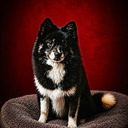 Woody participe au concours pour gagner de l'argent avec cette photo : alert, animal, black_fur, calm, canine, companion_animal, cute, dog, domestic_animal, fluffy, furry_tail, indoor, looking_at_camera, mammal, pet_bed, portrait, red_background, sitting, studio_lighting, white_fur